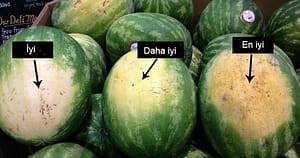 Beyaz bölgelere bakın