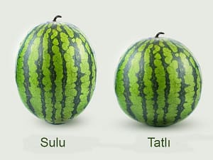 Tatlı ve Sulu Karpuz
